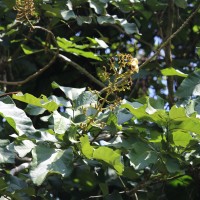 <i>Fernandoa adenophylla</i>  (Wall. ex G.Don) Steenis